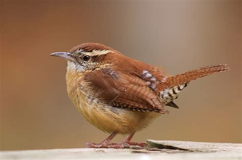 Carolina Wren Facts, Habitat, Diet, Life Cycle, Baby, Pictures