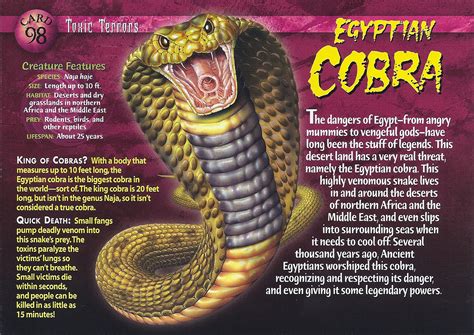 Image - Egyptian Cobra front.jpg | Wierd N'wild Creatures Wiki | FANDOM ...