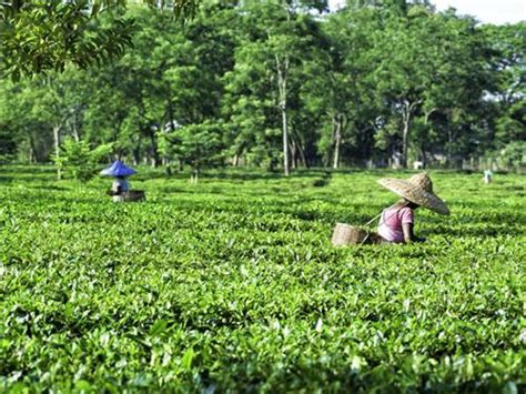 Tea Gardens in Assam, Home Stays in Tea Gardens in Assam