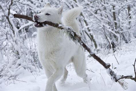 happy husky | Siberian husky dog, Siberian husky, Snow dogs