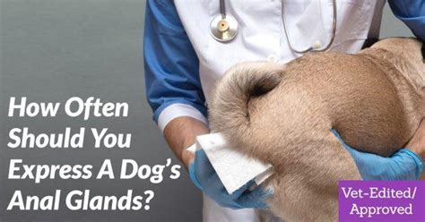 How Often Should You Express a Dog’s Anal Glands?