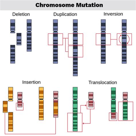 Chromosomal Structural Abnormalities - Labster