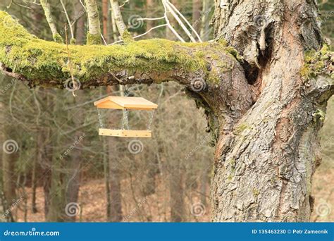 Bird feeder on old tree stock photo. Image of covered - 135463230