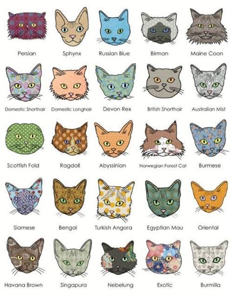 Different Cat Breeds With Pictures - Pets Lovers