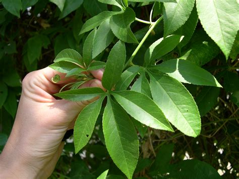 Passiflora incarnata