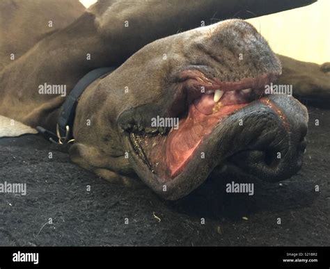 Sleeping Great Dane! Stock Photo - Alamy