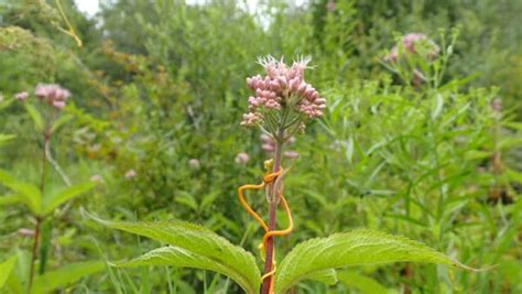 What Are Parasitic Plants and Should You Consider Growing Them?