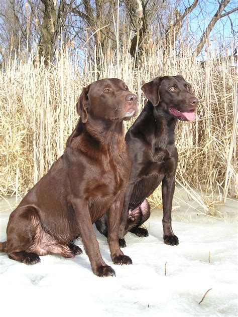 File:Chocolate Labrador Retrievers pair.jpg - Wikimedia Commons