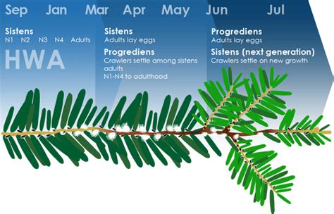 Hemlock Woolly Adelgid life cycle | Lower Hudson Partnership for Regional Invasive Species ...