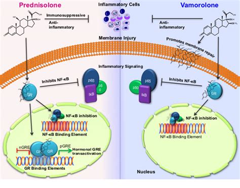 Mechanism of Action - ReveraGen BioPharma