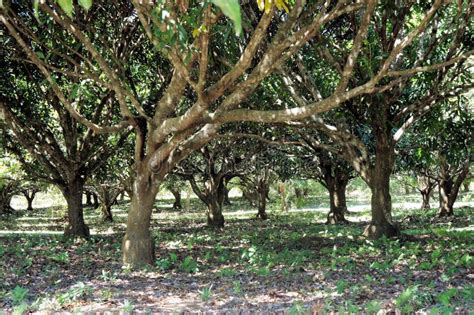 The Garden of Fruit Trees . Mango. Philippines. Stock Photo - Image of organic, plant: 71101834