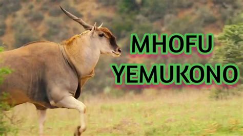 Mhofu yemukono varidzi vezvinhu - YouTube