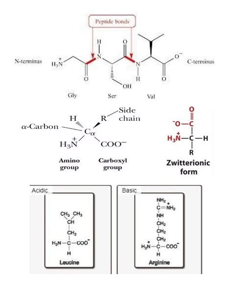 Biochem diagram - .... - Biochemistry - Studocu