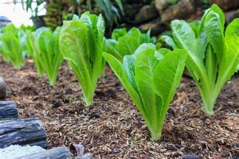 How to Harvest Romaine Lettuce in Your Garden | Romaine lettuce growing, Lettuce seeds, Veggie ...