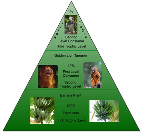 Tropical Rainforest - Pyramids