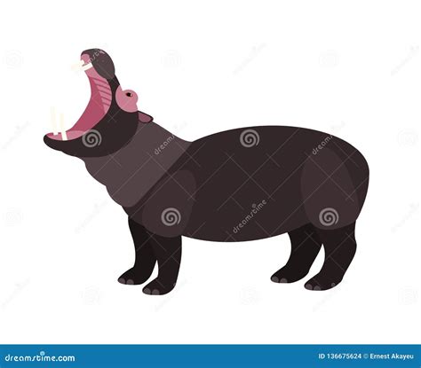 Yawning Hippopotamus Isolated on White Background. Portrait of Wild African Animal Demonstrating ...