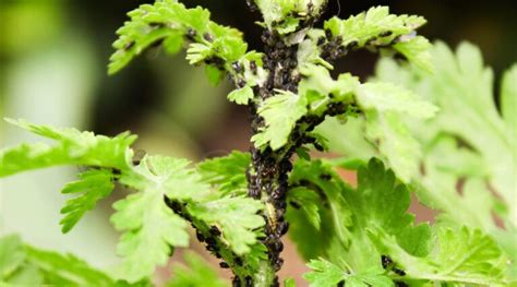 How to Plant, Grow and Care For Feverfew