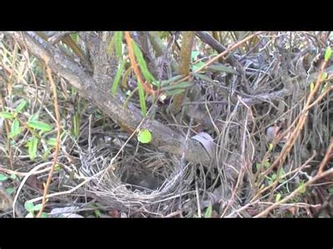 White Crowned Sparrow nest - YouTube