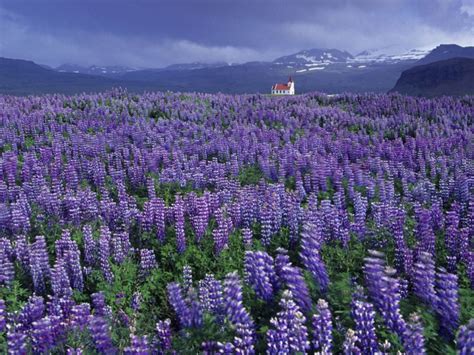 Wild Lupine Flower Landscape Wallpaper - Free Downloads