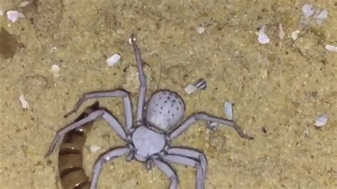 Adult Female Sicarius Terrosus ( Six Eyed Sand Spider ) Feeding - YouTube