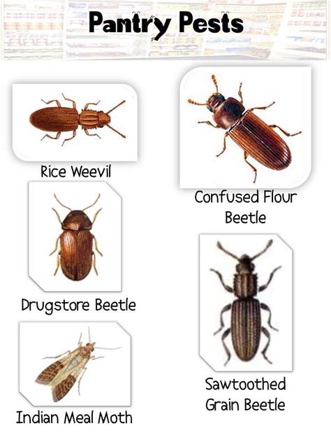 Pantry Pests | Pantry bugs, Kitchen pantry, Pests