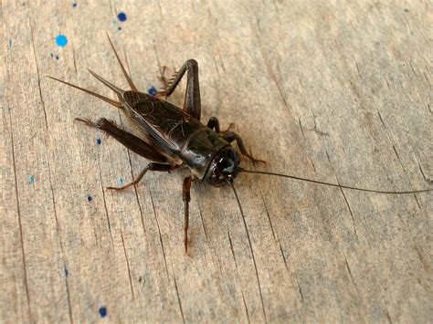 Silent crickets foil a parasitic fly by using a quick evolutionary ...