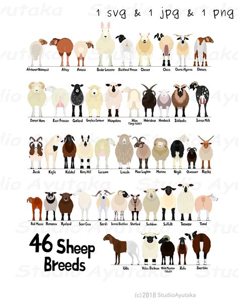 46 breeds of sheep chart svg png jpg 1620 | Etsy