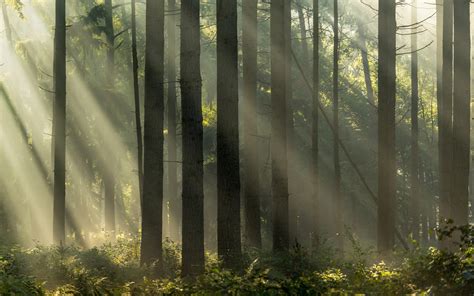 8 Photographers Share Their Adventures in Forests around the World