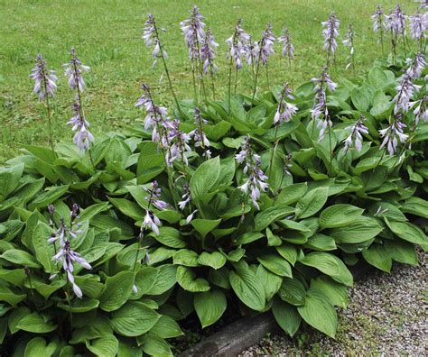 Hosta spp: How To Grow And Care For Hosta Plant