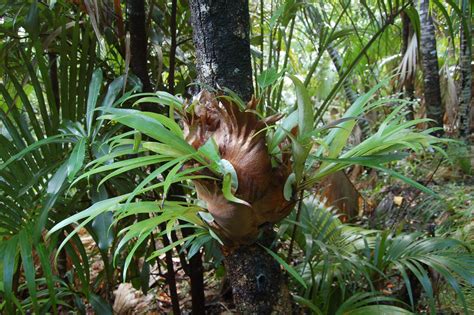 The sophisticated social life of staghorn ferns