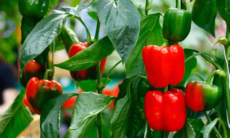 How to Grow Bell Peppers: Your Complete Guide - A-Z Animals