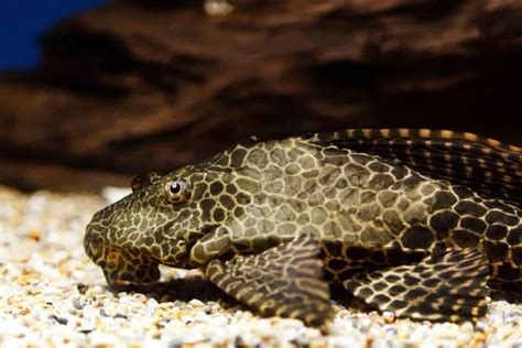 Hipostomus plecostomus (Leopar Vatoz) » Akvaryum Asistanı