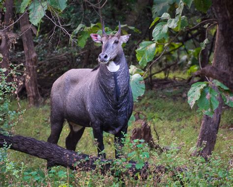 GIR NATIONAL PARK: HOW TO PLAN A PERFECT JUNGLE RETREAT - The Floating Pebbles