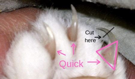 Best Way How To Trim Cat Claws | Fairmount Pet Service