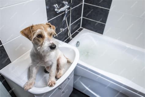 Premium Photo | Grooming procedure jack russell terrier sits in a white washbasin in a black ...