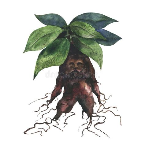 Root Sketch Mandrake Stock Illustrations – 37 Root Sketch Mandrake ...