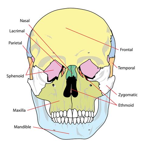 Skull Diagram Labeled