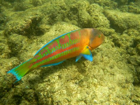 Snorkeling at Poipu, Kauai | SNORKELINGDIVES.COM™ | Flickr - Photo Sharing!