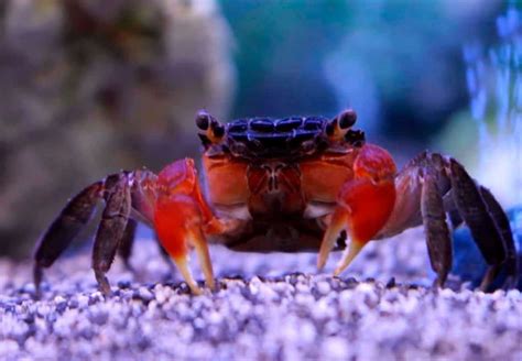 Red Claw Crabs – Detailed Guide: Care, Diet, and Breeding - Shrimp and Snail Breeder