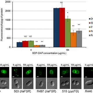 BODIPY-labeled DAP (BDP-DAP) staining of E. faecium strains. (A)... | Download Scientific Diagram