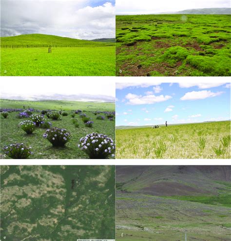 Example images of grassland showing the changes in vegetation cover and... | Download Scientific ...