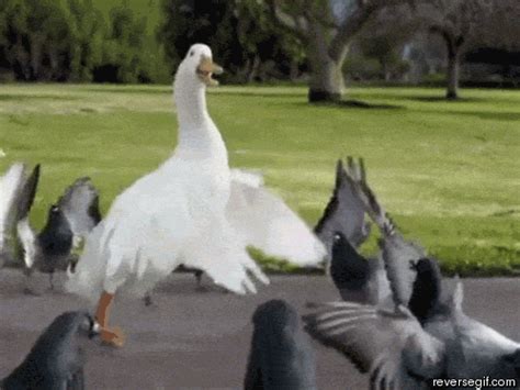 Pidgeon GIFs - Find & Share on GIPHY