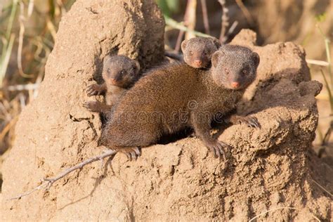 Dwarf Mongoose Family Enjoy Safety of Their Burrow Stock Image - Image of curious, animal: 57285809