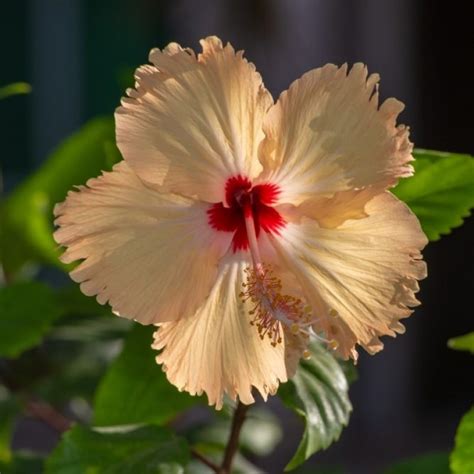 Buy Hibiscus, Jaswand Orange Desi Plant online India at plantsguru.com