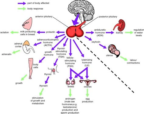 Health is a Journey: The 'Master Gland' your Pituitary