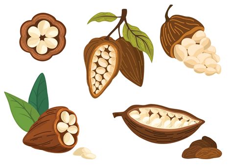 Cocoa beans. Cacao plant, Chocolate cocoa beans tree. Vector flat illustration for printing ...