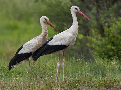 Just Fledged: 21/02/2014 Amsterdam White Storks