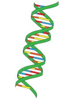 vector DNA color | Deoxyribonucleic acid in vector form. Con… | Flickr