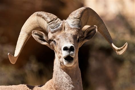 Animales en peligro de extinción: Borrego Cimarrón