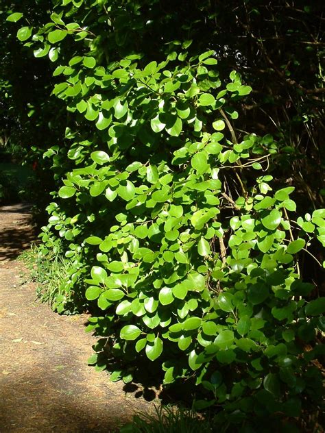 Griselinia littoralis — Binny Plants